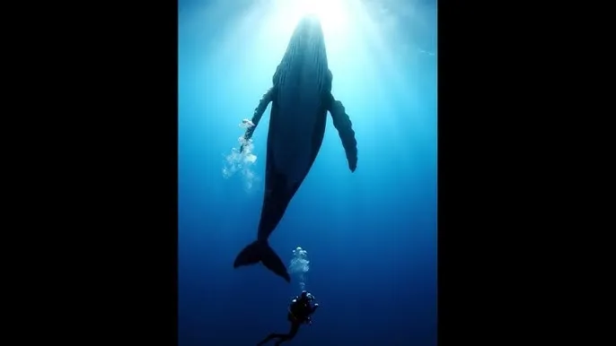 斗罗大陆203集免费观看 - 深蓝星球：探索海洋深处的未知世界